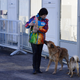 Illustration for article titled The Dogs Of Sochi